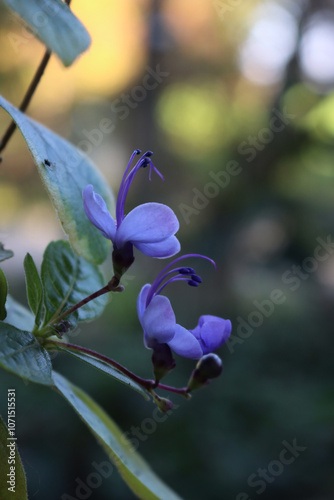 Clerodendrum myricoides 'Ugandense' in bloom. Rotheca myricoides. Plant with blue flowers in shape of a butterfly photo