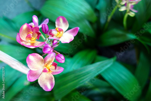 Closeup of Pink and Yellow Spathoglottis Orchid Flowers in a Garden.