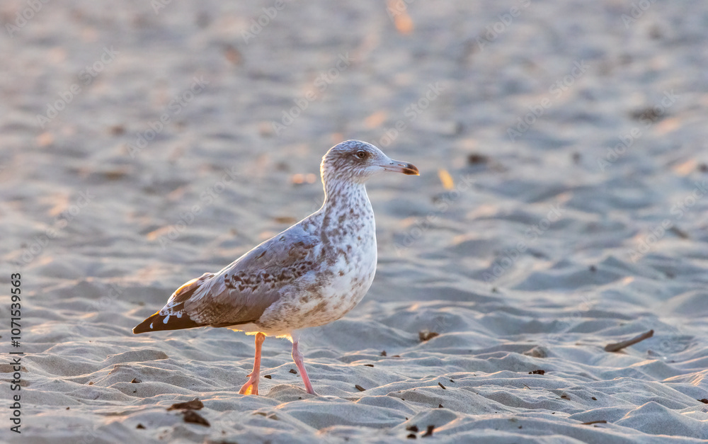 European herring gull (Larus argentatus) on beach European herring gull (Larus argentatus) on beach