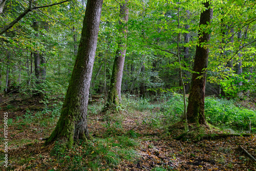 Old alder trees in background in autumnal deciduous tree stand