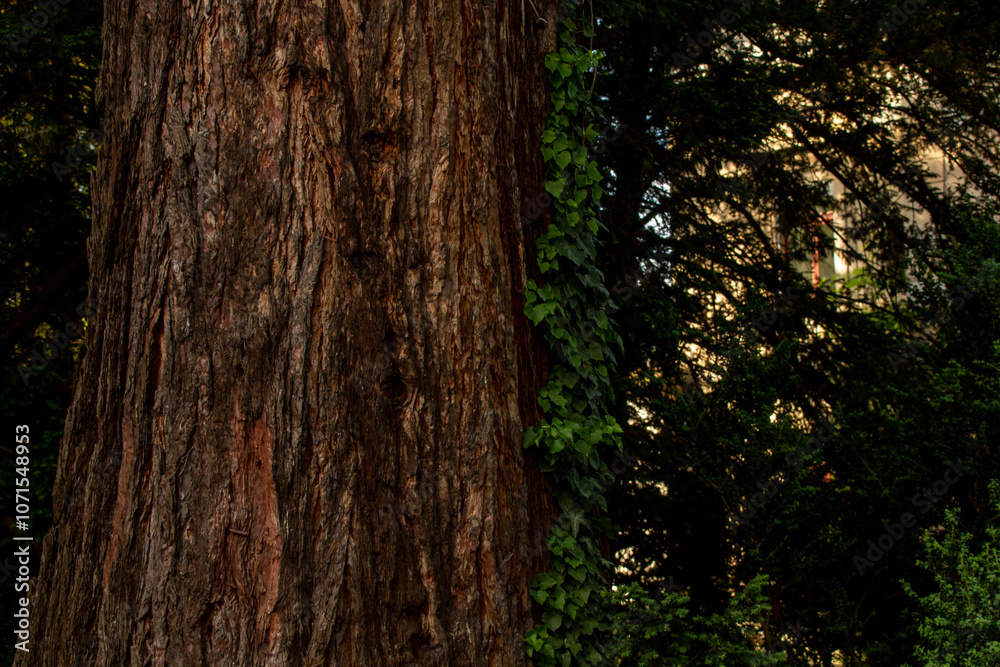 Obraz premium sequoia in a park in switzerland
