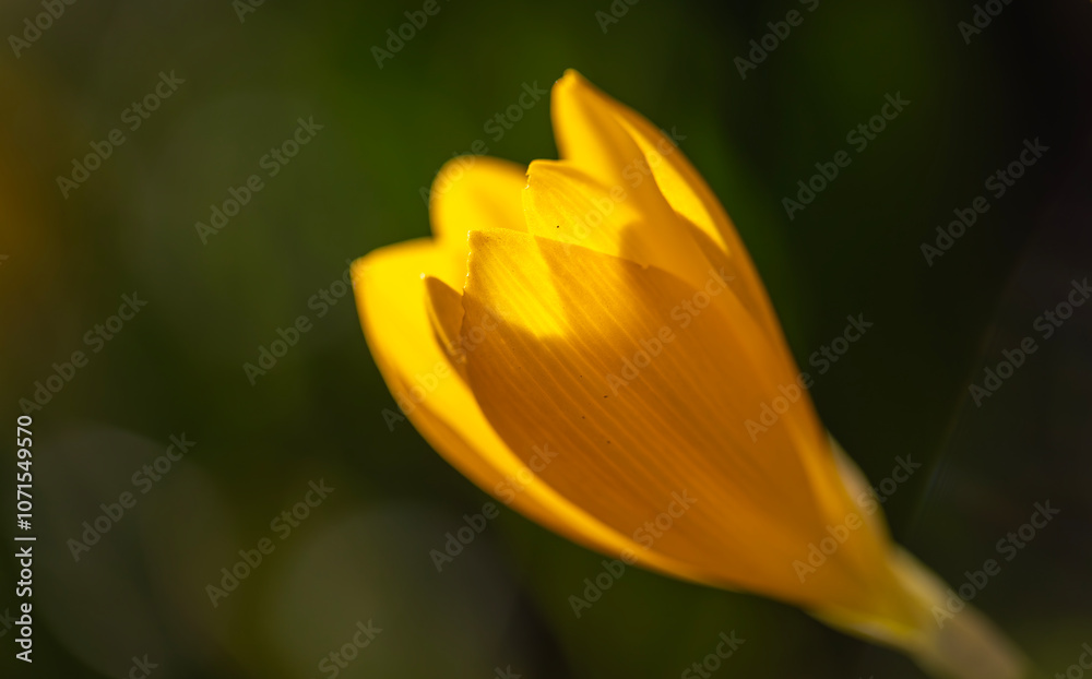 Fototapeta premium Beautiful yellow spring crocuses in the garden. Floral spring background with yellow crocus flowers.