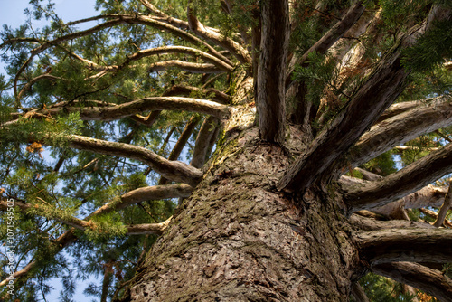 sequoia in a park in switzerland