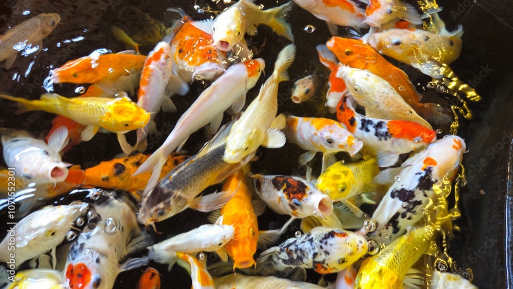 A bustling view of many fancy koi fish swimming and finding food in the pond.