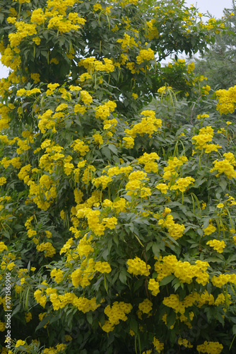 Yellow trumpetbush (Tecoma stans) Called Yellow bell or Yellow Elder Flower, trumpet flower, Beautiful bunch of yellow flowers closeup with green leaves Background, tecoma stans