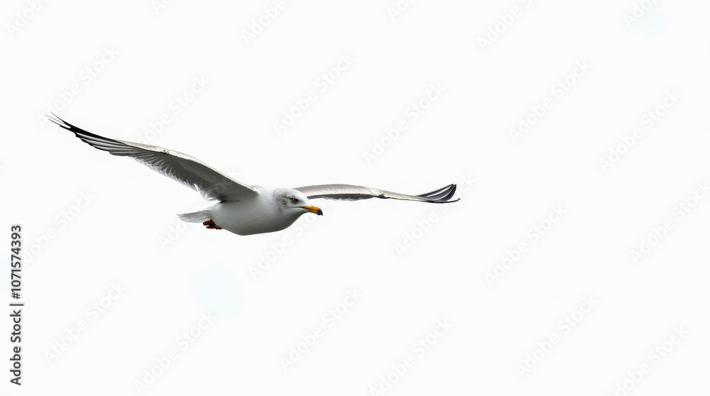 Obraz premium High-Quality Stock Photo of Seagull Isolated on White Background - Perfect for Wildlife and Nature Projects