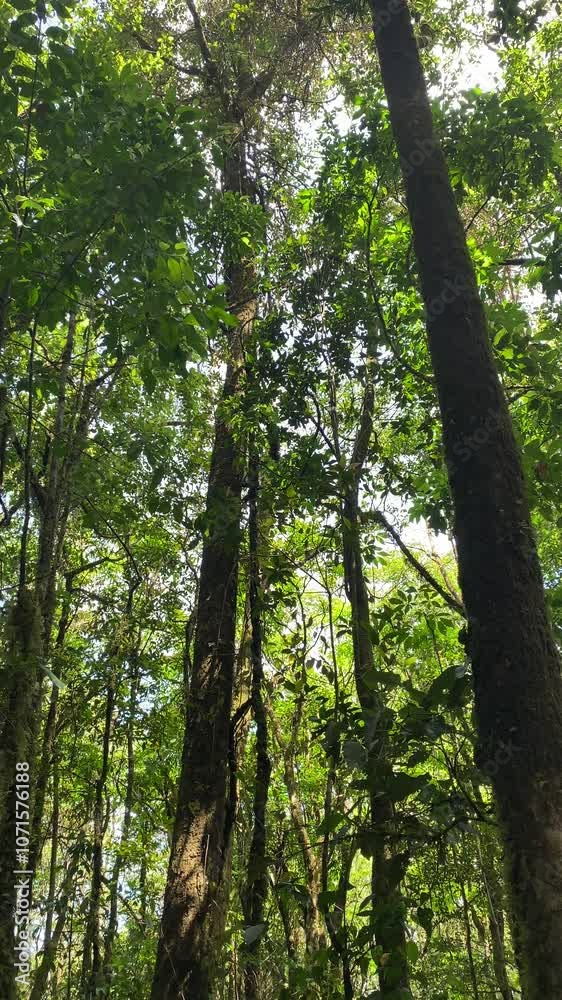 Forests, the largest source of oxygen on Earth. It is only right for humans to protect them for a refreshing and cool world. Forests, the largest source of oxygen on Earth. It is only right for humans to protect them for a refreshing and cool world.