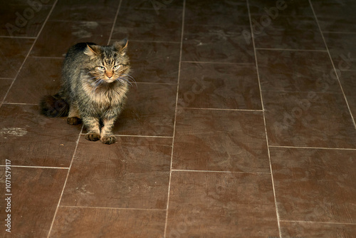 An old shaggy fighting cat, the owner of the yard