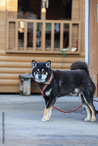 黒柴こちらを見ている photo