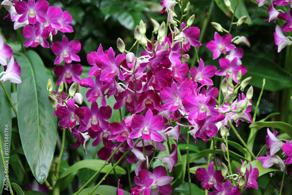 Elegant Purple Orchid in Singapore Botanical Garden