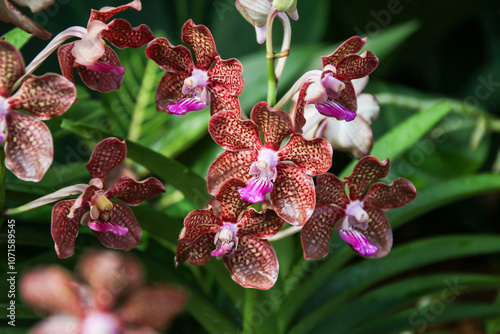 Beautiful Papilionanda Mimi Palmer Pink Orchids photo