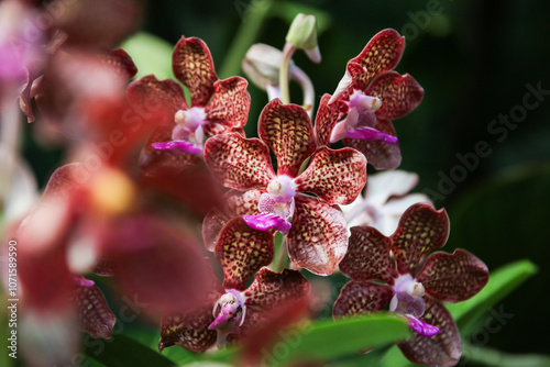 Sticker Beautiful Papilionanda Mimi Palmer Pink Orchids
