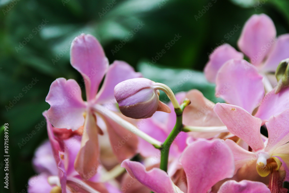 Stunning Purple Orchids in Singapore Botanical Garden Stunning Purple Orchids in Singapore Botanical Garden
