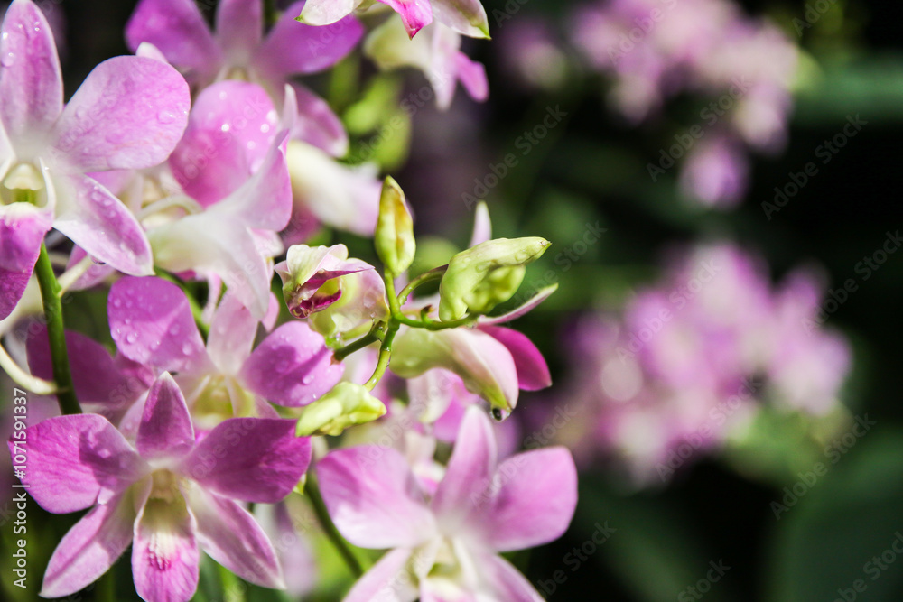Naklejka premium Vibrant Aranda Chark Kuan Pink Orchids
