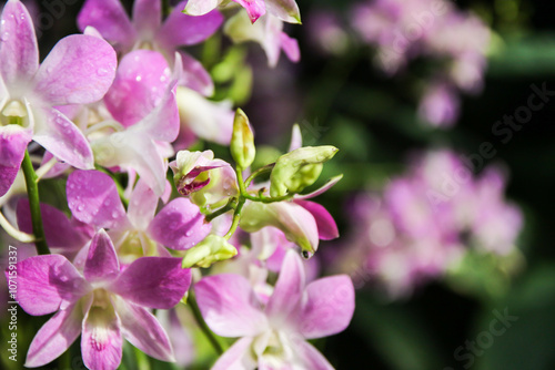 Vibrant Aranda Chark Kuan Pink Orchids
