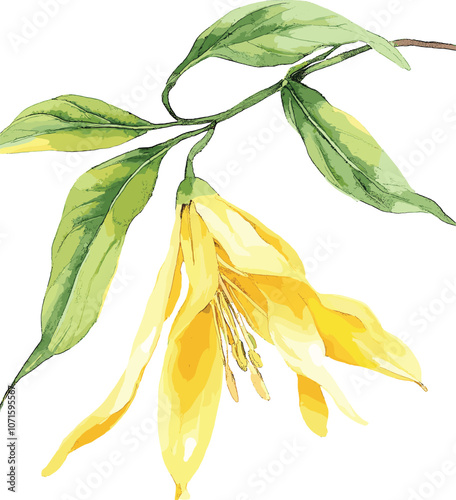 Ylang-ylang yellow tropical flowers and leaves on an isolated white background. Watercolor botanical illustration