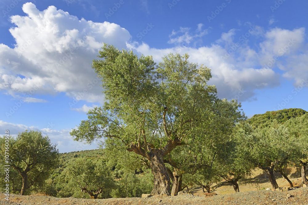 Olive grove of old trees, Greece