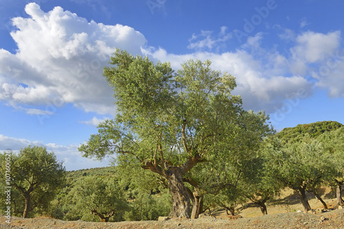 Obraz na płótnie Olive grove of old trees, Greece w salonie
