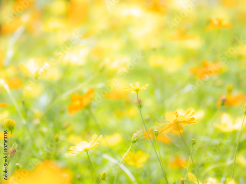 秋の公園や花壇を彩るコスモス（キバナコスモス）のある風景。背景。自然風景素材。
