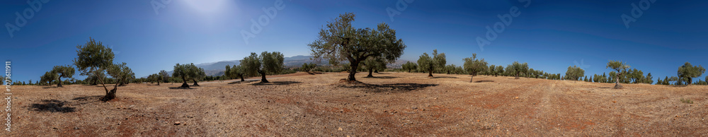 Fototapeta premium A beautiful Olive Grove Landscape set against a bright Blue Sky, evoking tranquility and peace