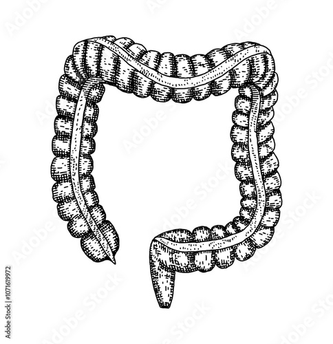 Human colon. Vector hand drawn sketch illustration. Old hand drawn engraving imitation. Colon illustration