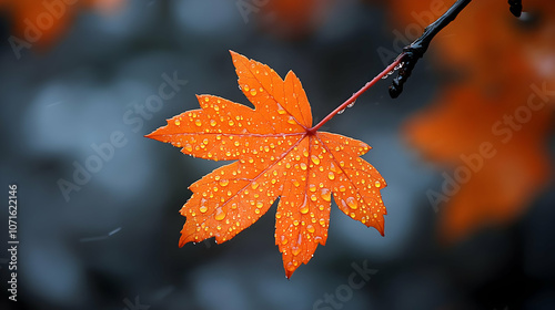 Orange Leaf with Water Drop...