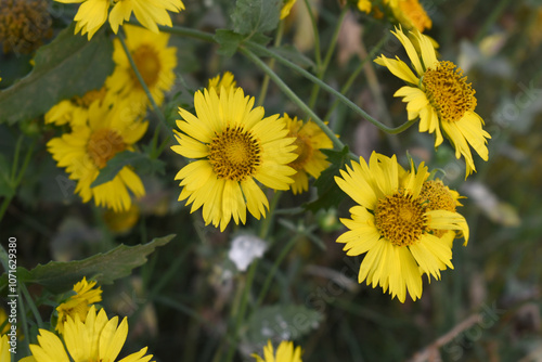 Golden Crownbeard (Also called Golden Crownbeard, Copen Daisy, golden crown beard) in the nature, Golden Crownbeard Flower closeup,Beautiful yellow flower closseup in nature Chakwal, Punjab, Pakistan photo