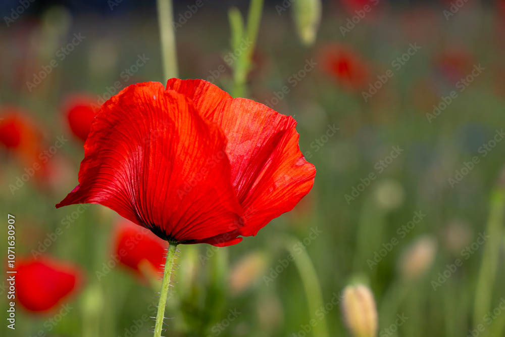 blühende Mohnblumen auf einem Feld blühende Mohnblumen auf einem Feld
