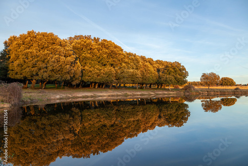 Obraz na płótnie oak trees forest reflected on a mountain pond at golden hour