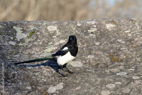Canvas Print Magpie