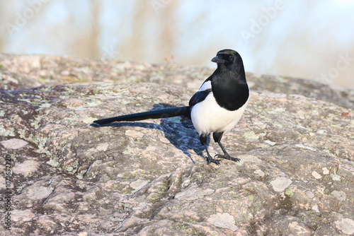Canvas Print Magpie