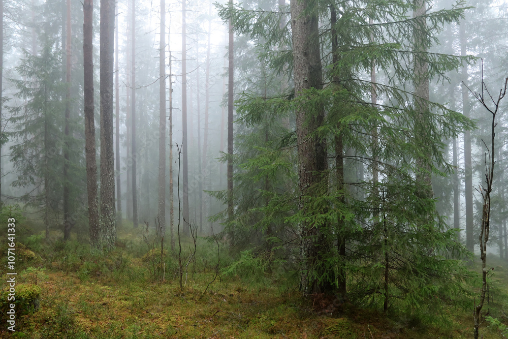 Fototapeta premium Forest