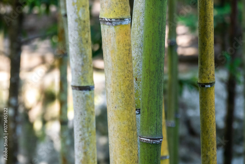 Obraz na płótnie Bamboo forest w salonie