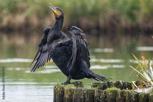  Kormoran am See - Wildfife Tour photo