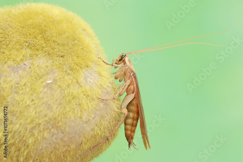An American cockroach foraging on a moss-covered rock. The insect has the scientific name Periplaneta americana.