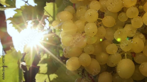 Growing bunch of grapes. 2 shots. Bunch of grapes on the vine in the sun. Berries close-up. photo