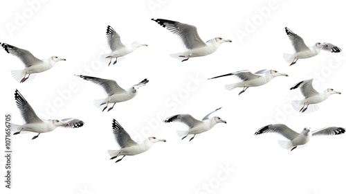 A group of doves flying in the sky isolated on transparent or white background