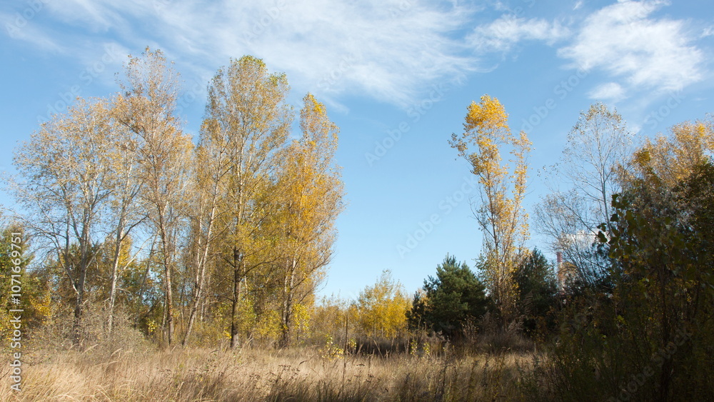 Fototapeta premium autumn landscape with trees