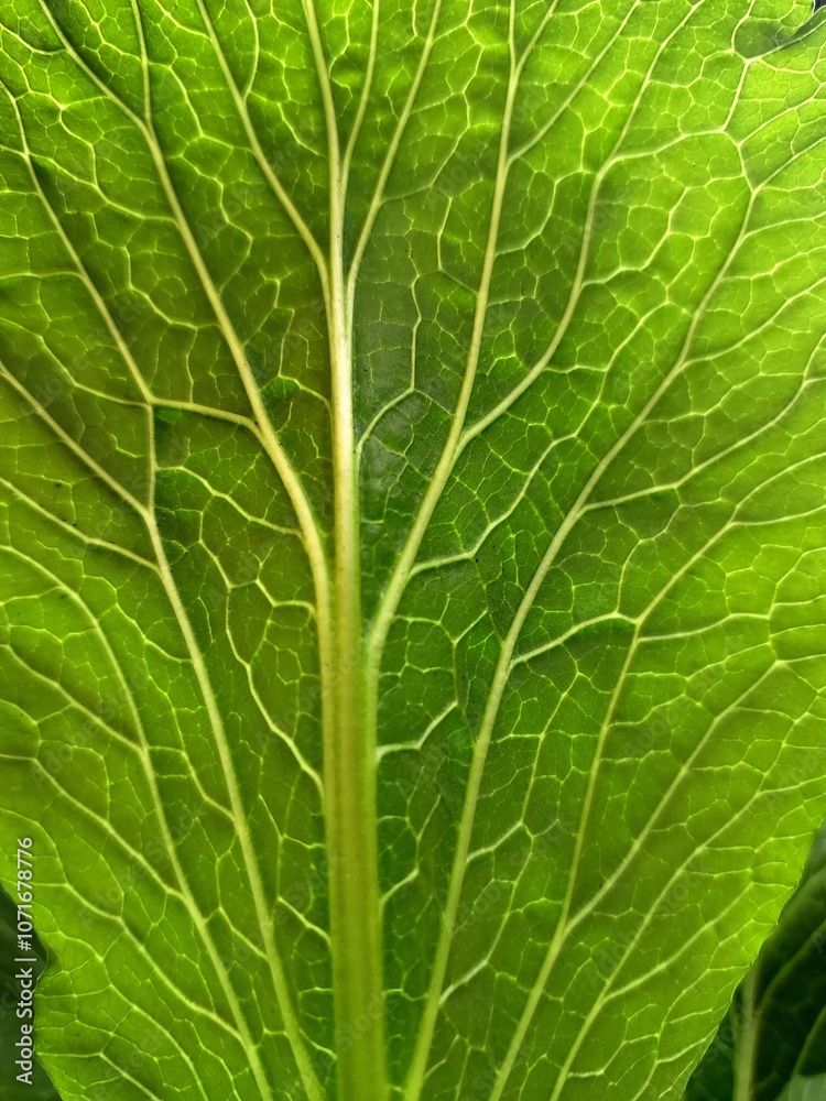 Macro closeup view of green leaf surface texture with high resolution details, showcasing natural beauty, for nature designs, botanical studies, environmental projects, and as a background or texture Macro closeup view of green leaf surface texture with high resolution details, showcasing natural beauty, for nature designs, botanical studies, environmental projects, and as a background or texture
