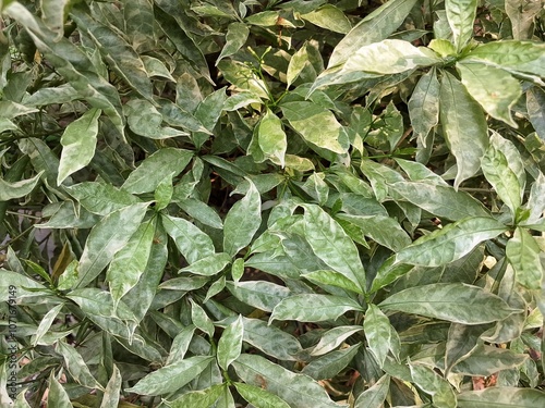 Tabernaemontana orientalis, white flowers, and jasmine flowers.Tabernaemontana orientalis flower or commonly known as crape jasmine grown as decoration plant. pin wheel flower. photo