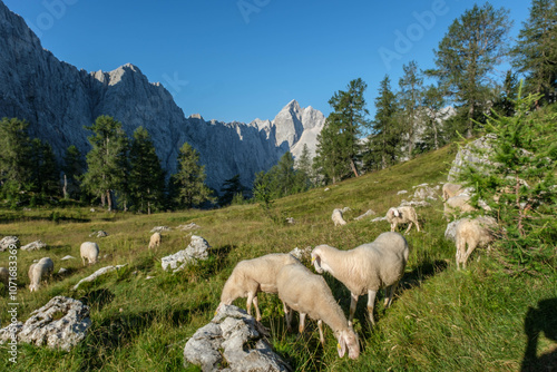 Mount Jalovec from Slemenova spica