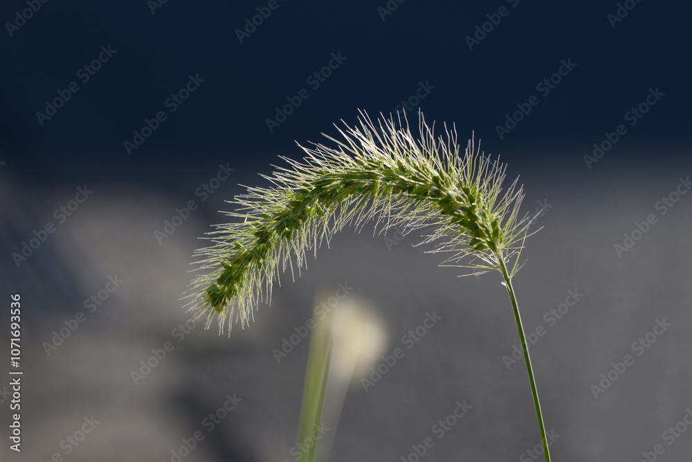 Obraz premium エノコログサ