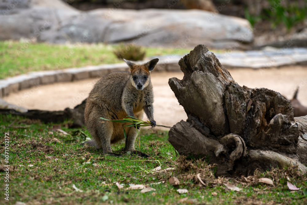 Obraz premium Cute kangaroo nibbling on grass near a log