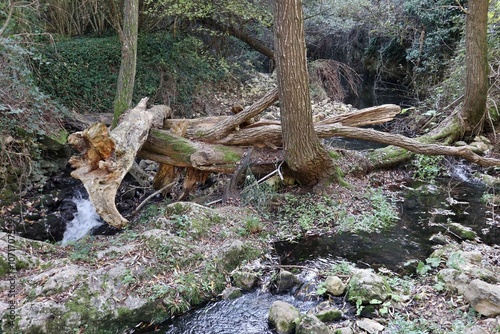 Obraz na płótnie Carpinone - Tratto del Torrente Carpino al Parco delle Cascate w salonie