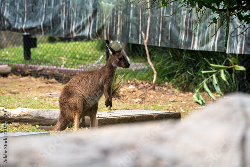Kangaroo in Natural Habitat with Scenic Background