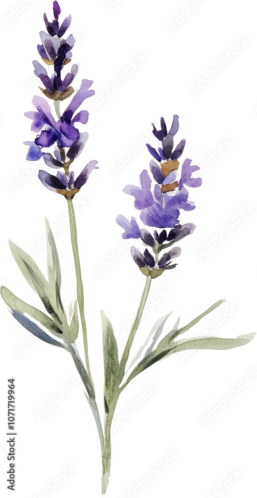 Obraz premium Lavender flower clipart, hand-drawn, isolated on transparent background, digital illustration for design, decoration, scrapbooking, and creative projects.