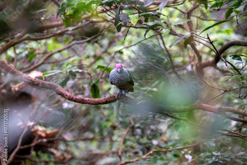 Colorful bird perched on branch in lush greenery