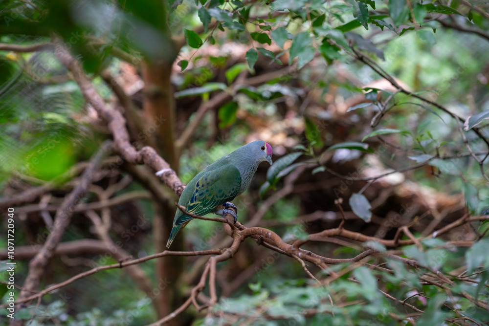 Vibrant Bird Perched in Lush Greenery Vibrant Bird Perched in Lush Greenery