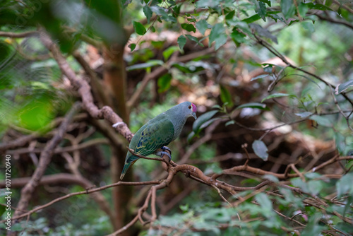 Vibrant Bird Perched in Lush Greenery