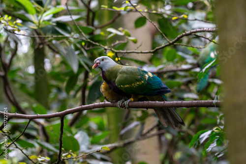 Colorful Bird Perched on Branch in Lush Greenery